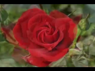 roses of love